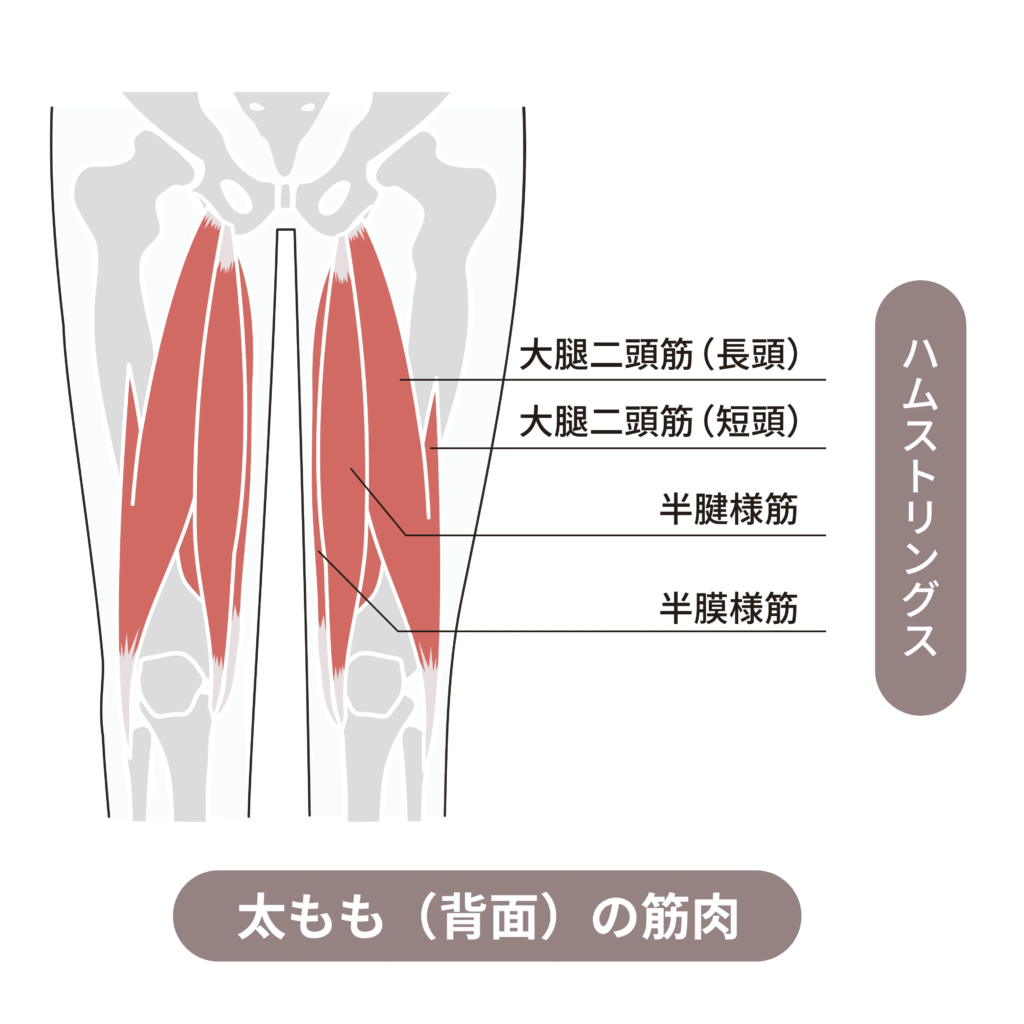 ハムストリングス